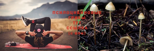 ешки Аркадак